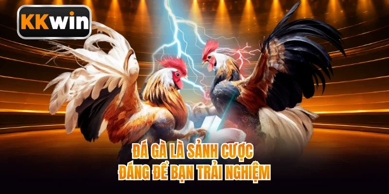 Đá gà là sảnh cược đáng để bạn trải nghiệm